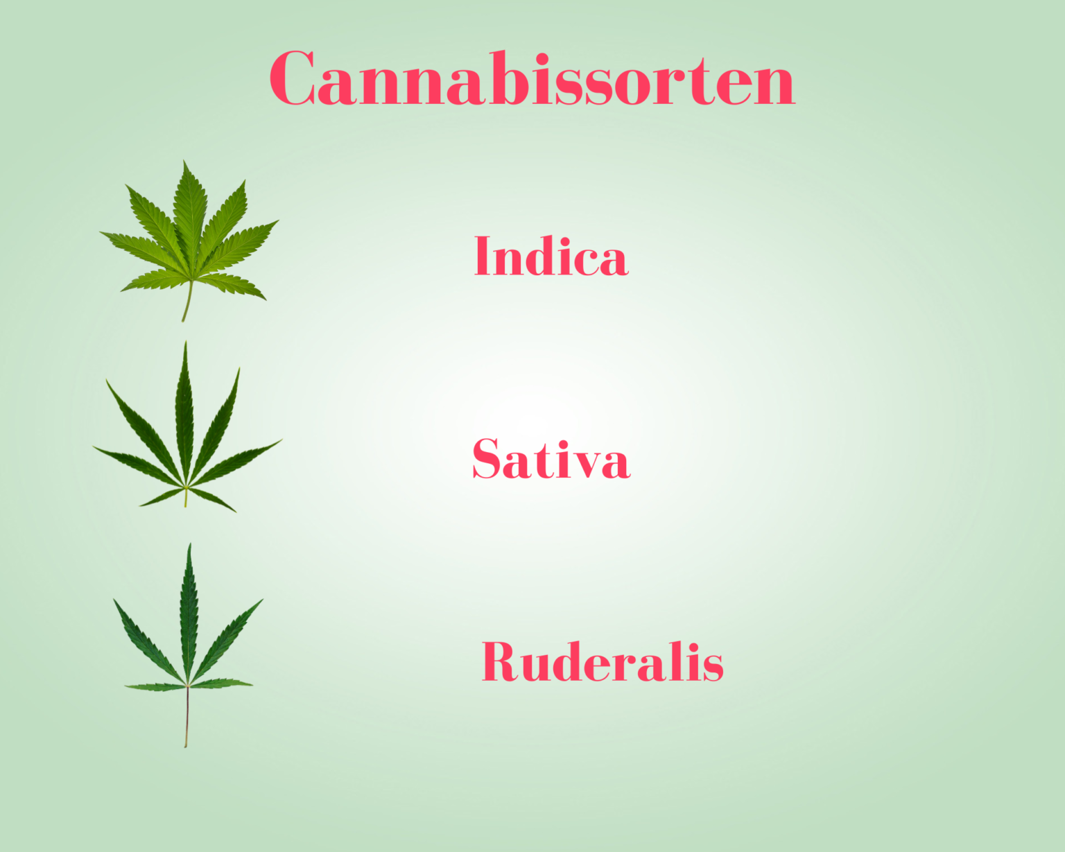 Cannabis Sorten Im Überblick: Indica, Sativa Und Ruderalis